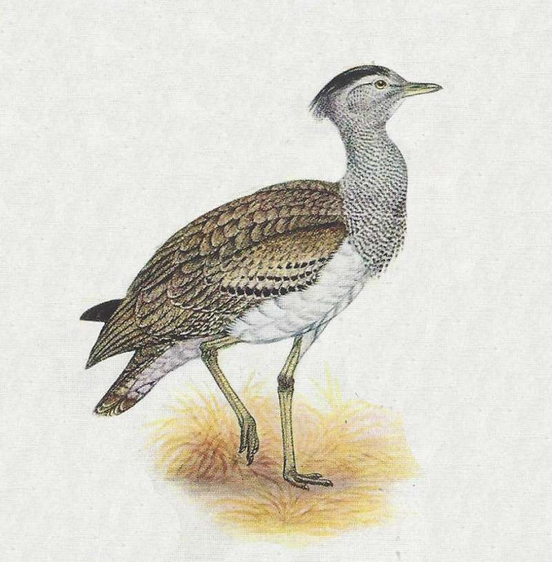 Resting on One Leg<br>(Origin of the Specimen: Color Painting)