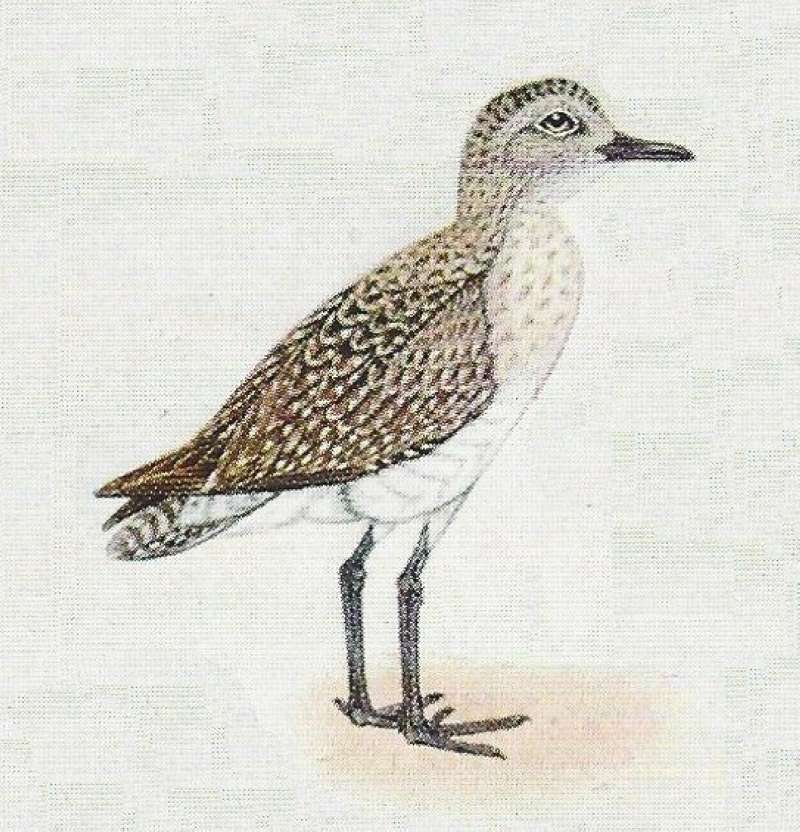 Standing - Facing Right<br>(Origin of the Specimen: Painting)