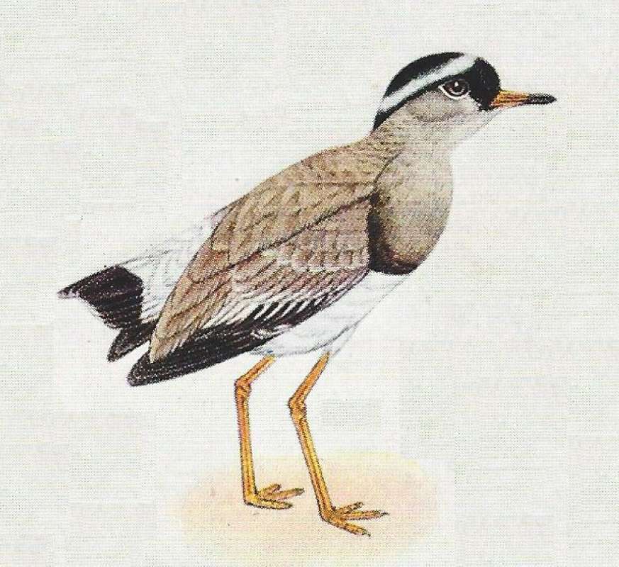 Side View Standing<br>(Origin of the Specimen: Color Painting)