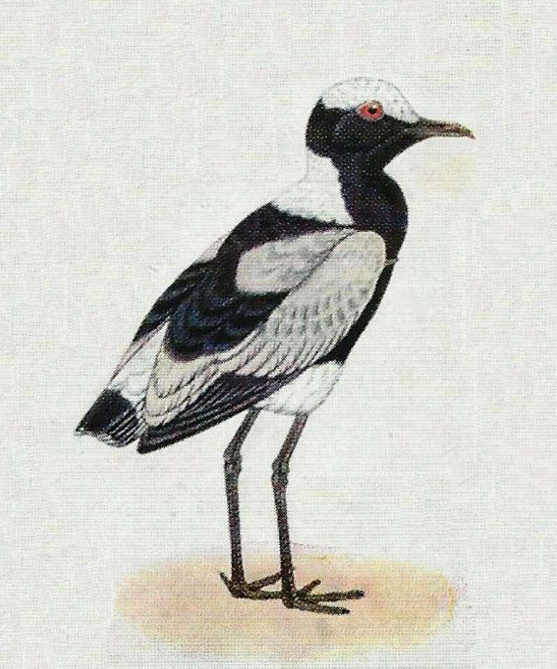 Note Bold Black and White Coloring<br>(Origin of the Specimen: Color Painting)