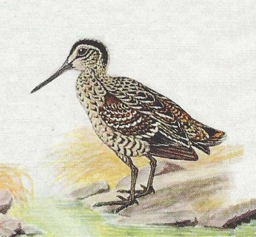 Standing - Facing Left<br>(Origin of the Specimen: Color Painting)