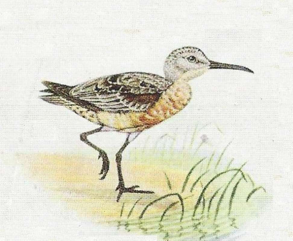 Standing on Ground on One Leg<br>(Origin of the Specimen: Color Painting)