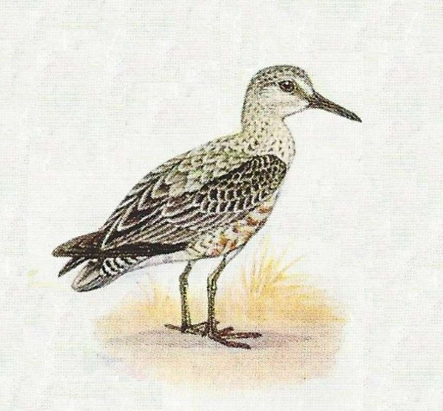 On Ground - Facing Right<br>(Origin of the Specimen: Color Painting)