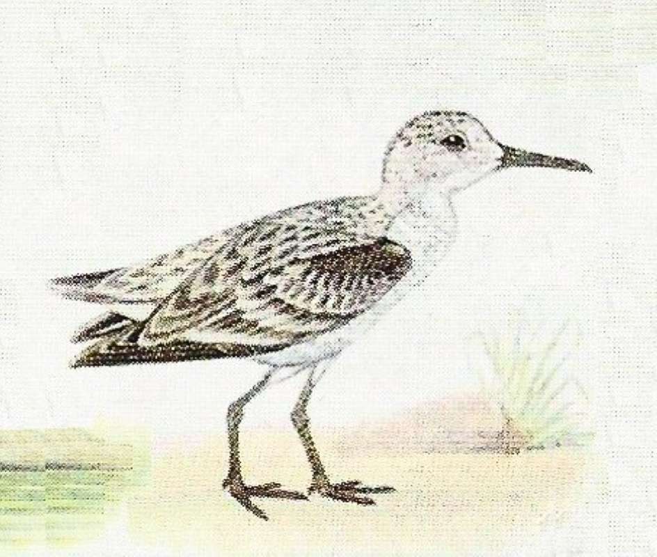 Note Pale Head, Neck, and Breast<br>(Origin of the Specimen: Color Painting)