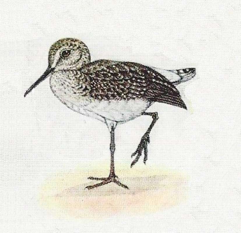 on One Leg Looking Left<br>(Origin of the Specimen: Color Painting)