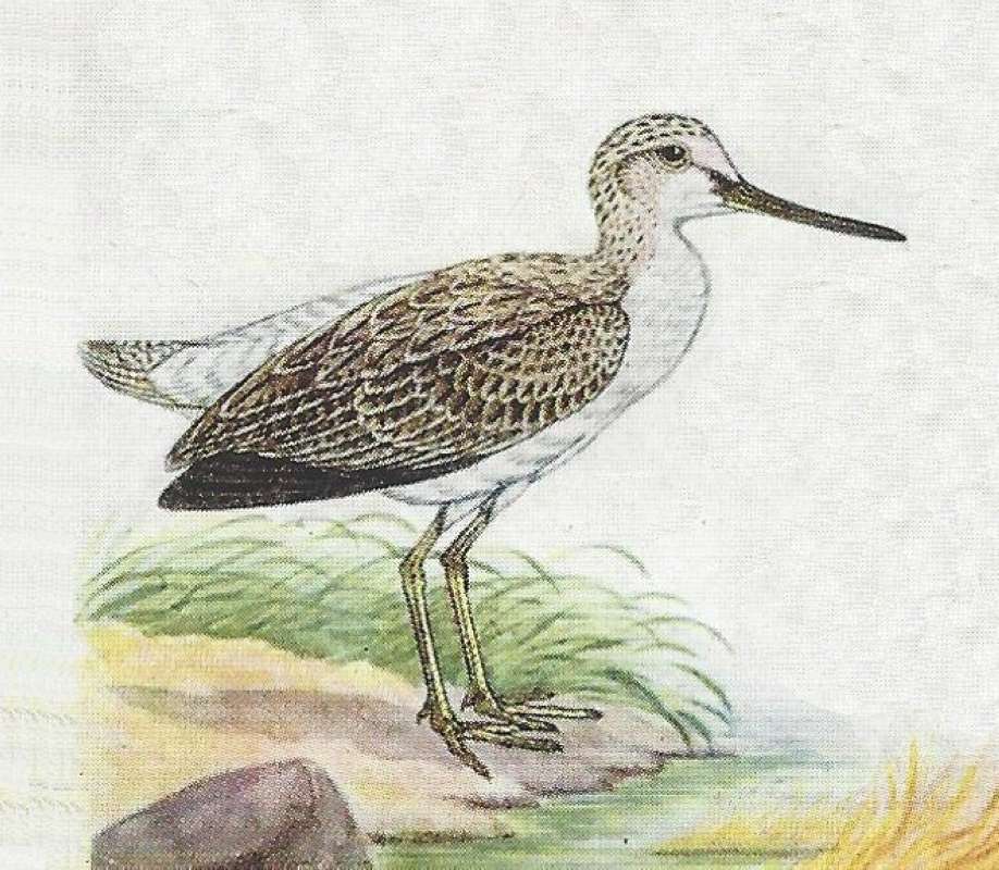 Near Water - Facing Right<br>(Origin of the Specimen: Color Painting)