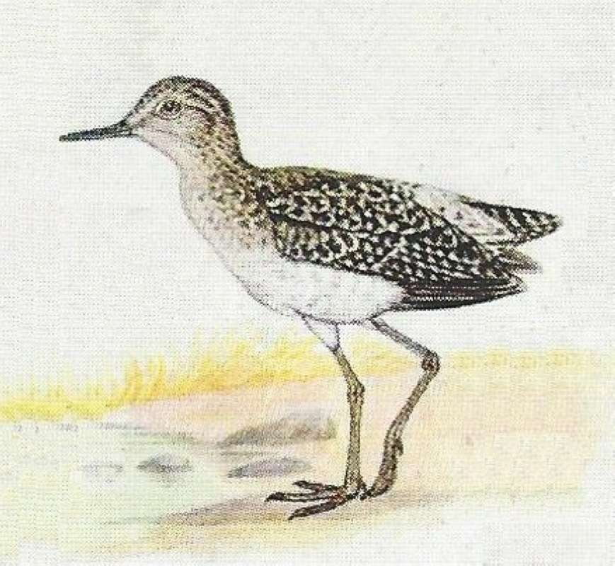 By Water - Facing Left<br>(Origin of the Specimen: Color Painting)