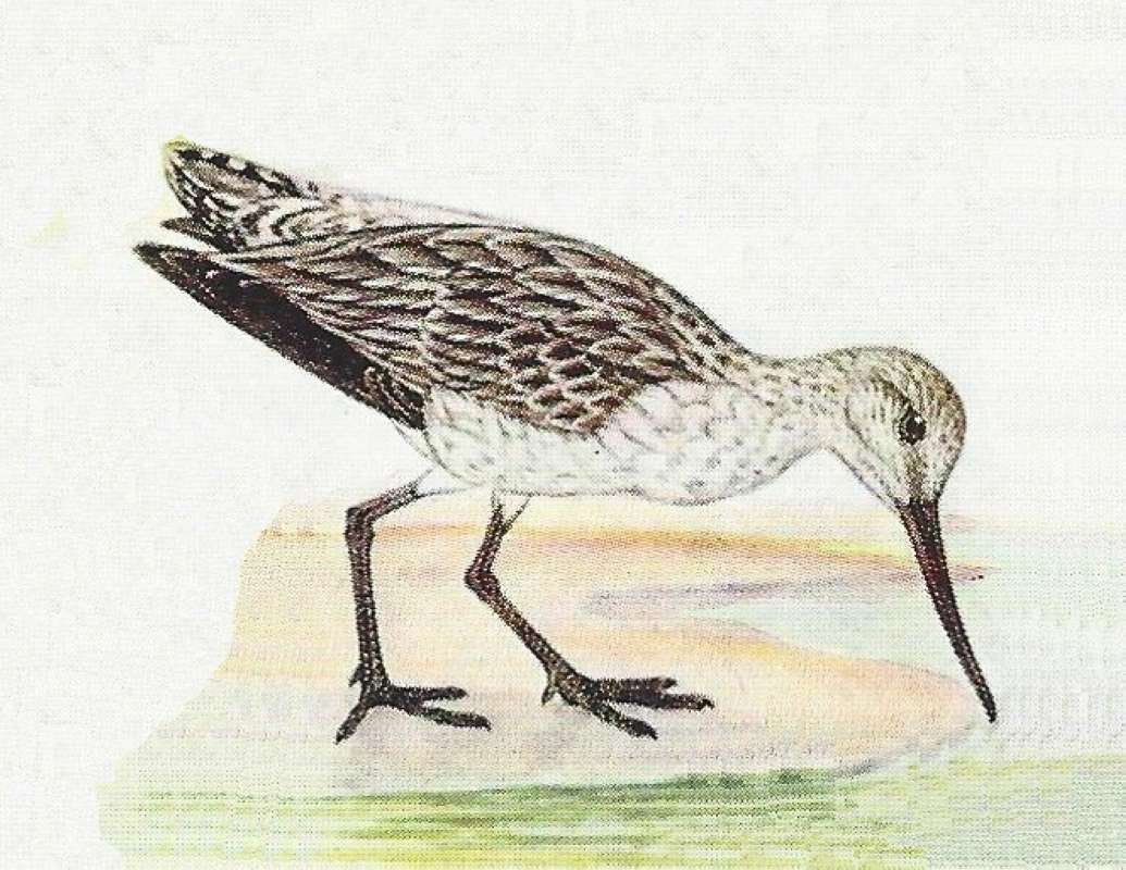 Pecking Into Water<br>(Origin of the Specimen: Color Painting)