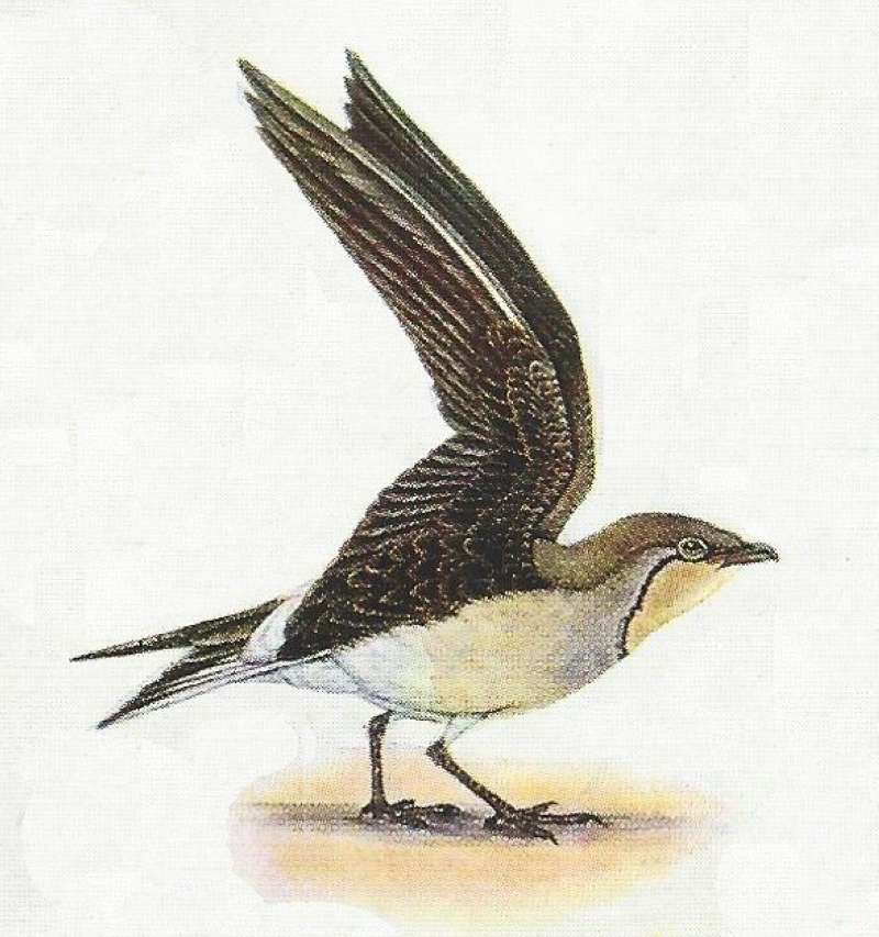 Note Black Lined Pale Throat<br>(Origin of the Specimen: Color Painting)