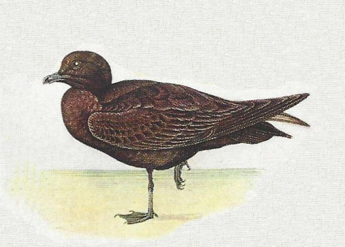 Note Brown Phase Adult Facing Left on One Foot<br>(Origin of the Specimen: Color Painting)