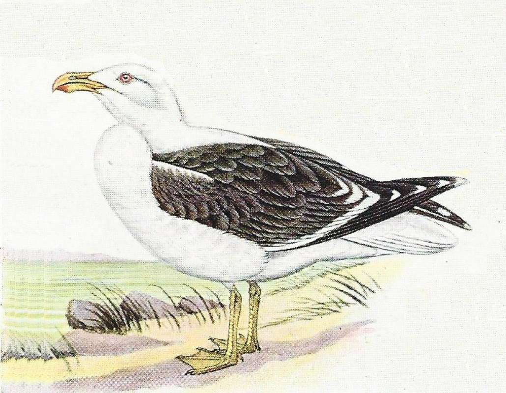 Standing Near Shore - Facing Left - Ssp vetula<br>(Origin of the Specimen: Color Painting)