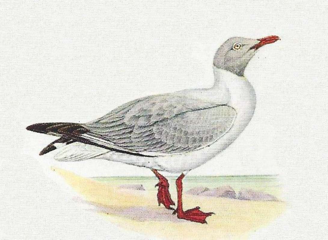 Note Reddish Feet<br>(Origin of the Specimen: Color Painting)