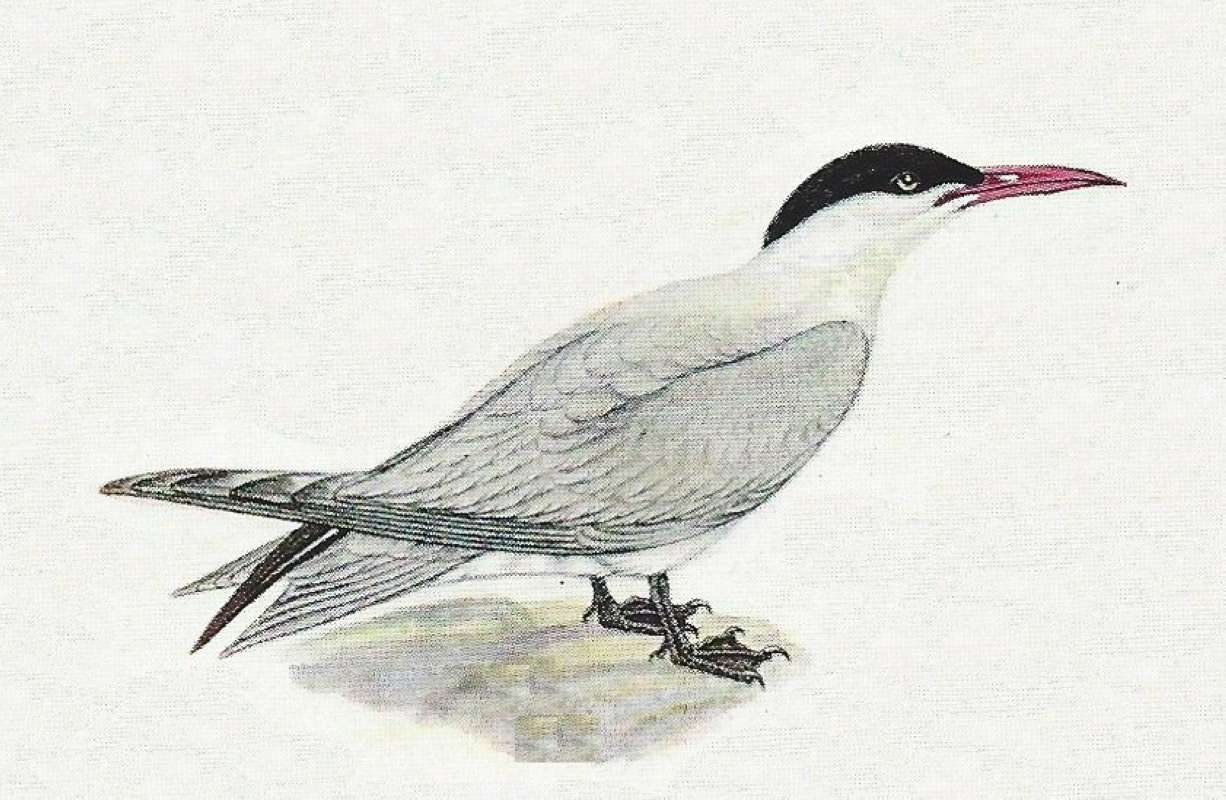 Note Black Cap Extending to Bill<br>(Origin of the Specimen: Color Painting)