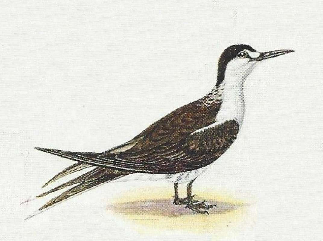 Note Black Cape, White Face, and White Breast<br>(Origin of the Specimen: Color Painting)