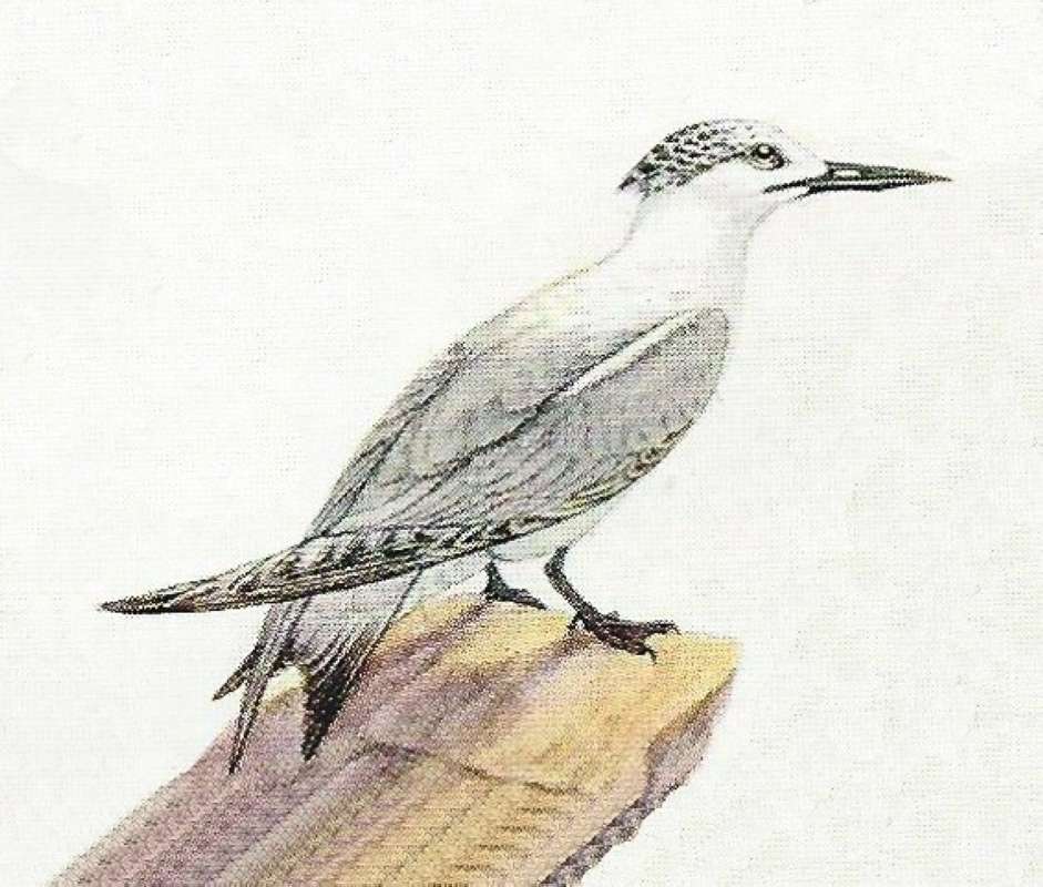Note Gray Cap and White Neck<br>(Origin of the Specimen: Color Painting)