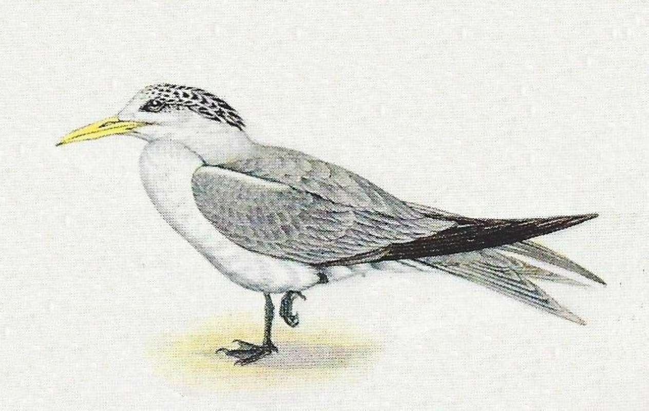 Note Black and White Cape Appearing Gray<br>(Origin of the Specimen: Color Painting)