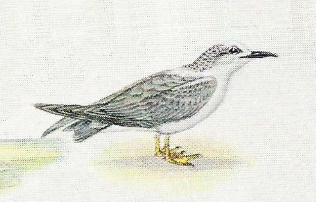 Note White Forhead and White Cape<br>(Origin of the Specimen: Color Panting)