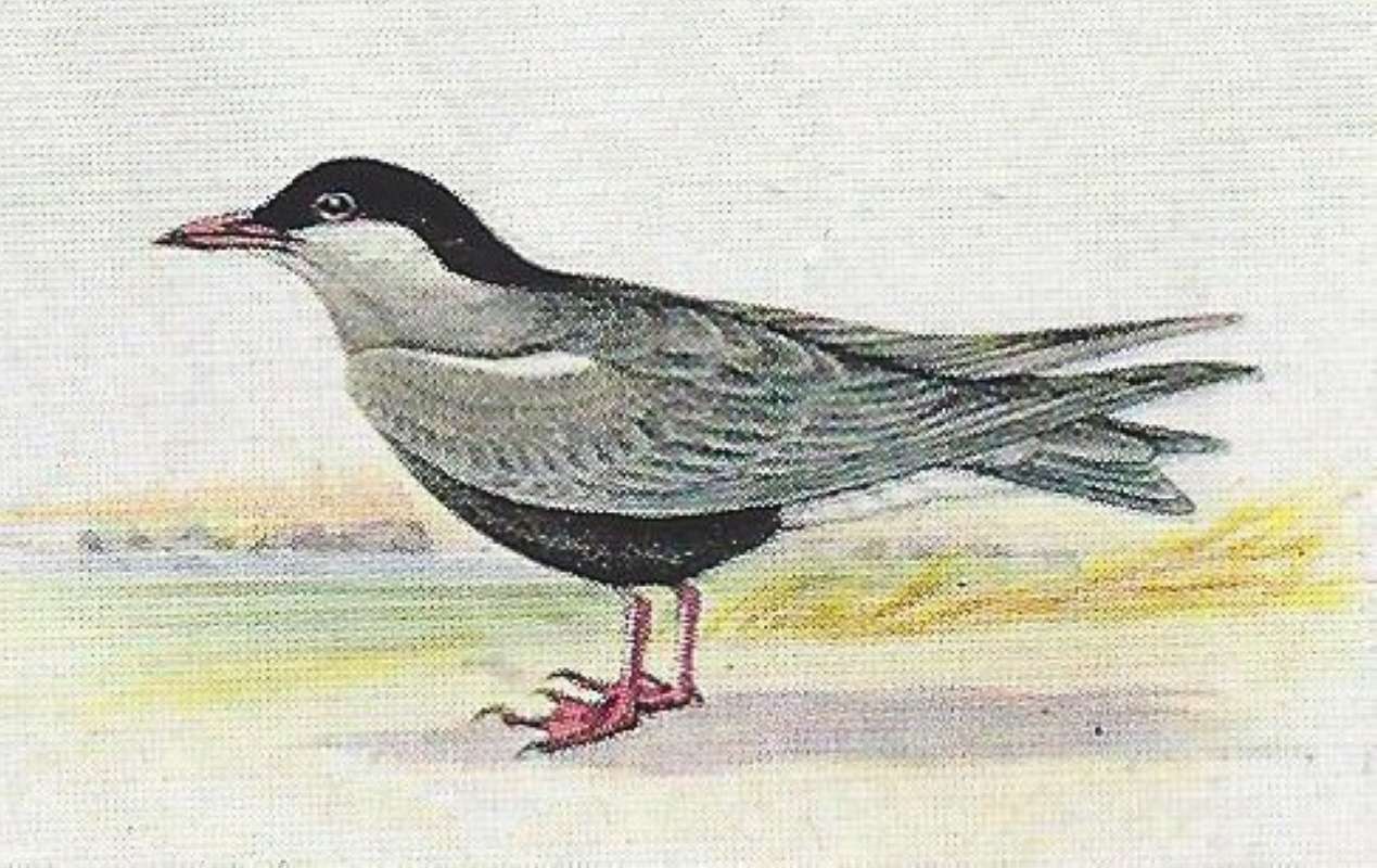 Note Grey Color and Black Cape<br>(Origin of the Specimen: Color Painting)