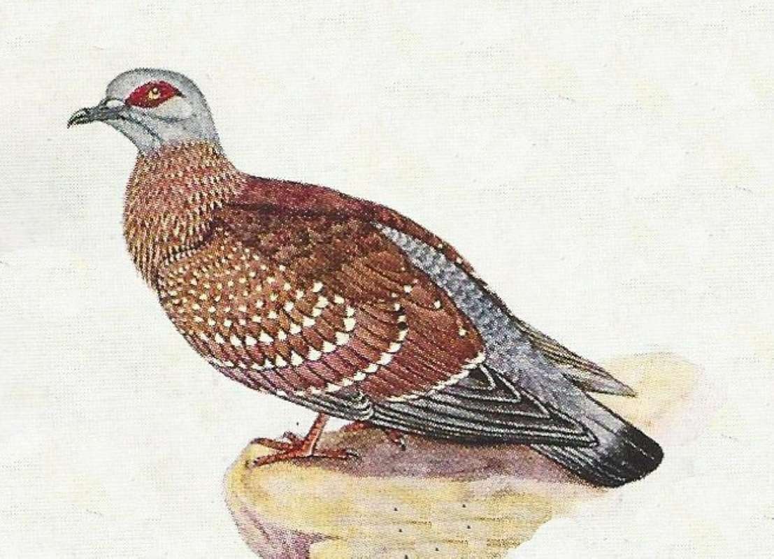 Side View - Note Grey Head with Red Eye Spot<br>(Origin of the Specimen: Color Painting)