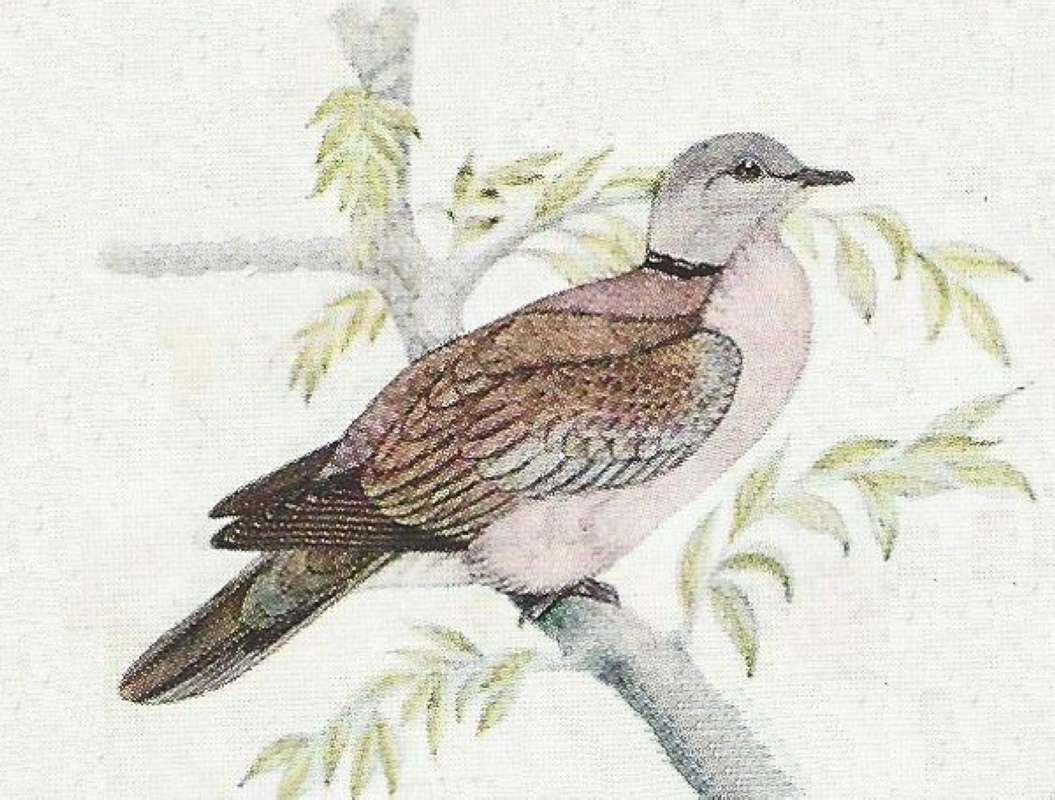 Note Pale Grey Head<br>(Origin of the Specimen: Color Painting)