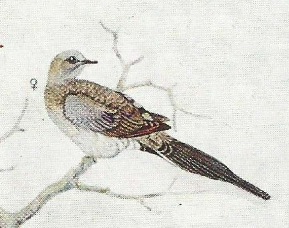 Female - Note Grey Head and Neck<br>(Origin of the Specimen: Color Painting)