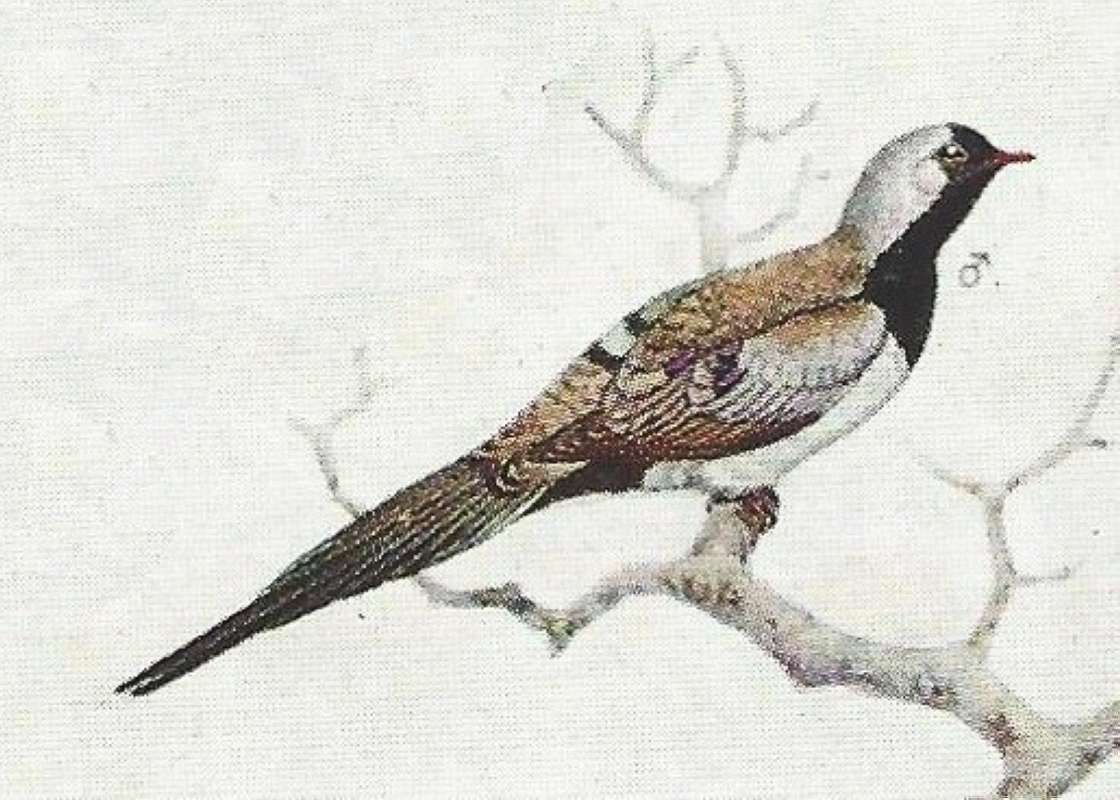 Male - Black Area from Forehead to Upper Breast<br>(Origin of the Specimen: Color Painting)