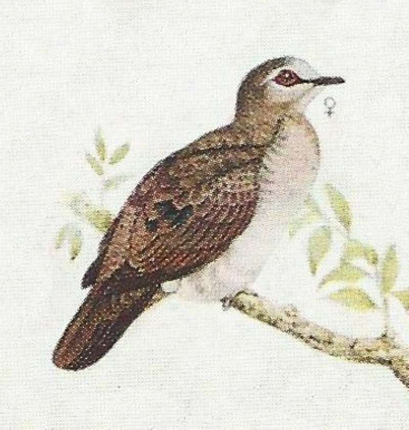 Note Pale Breast<br>(Origin of the Specimen: Color Painting)