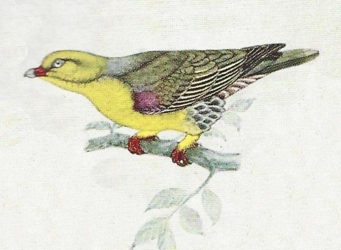 Note Very Yellow Breast - Unknown Form<br>(Origin of the Specimen: Color Painting)