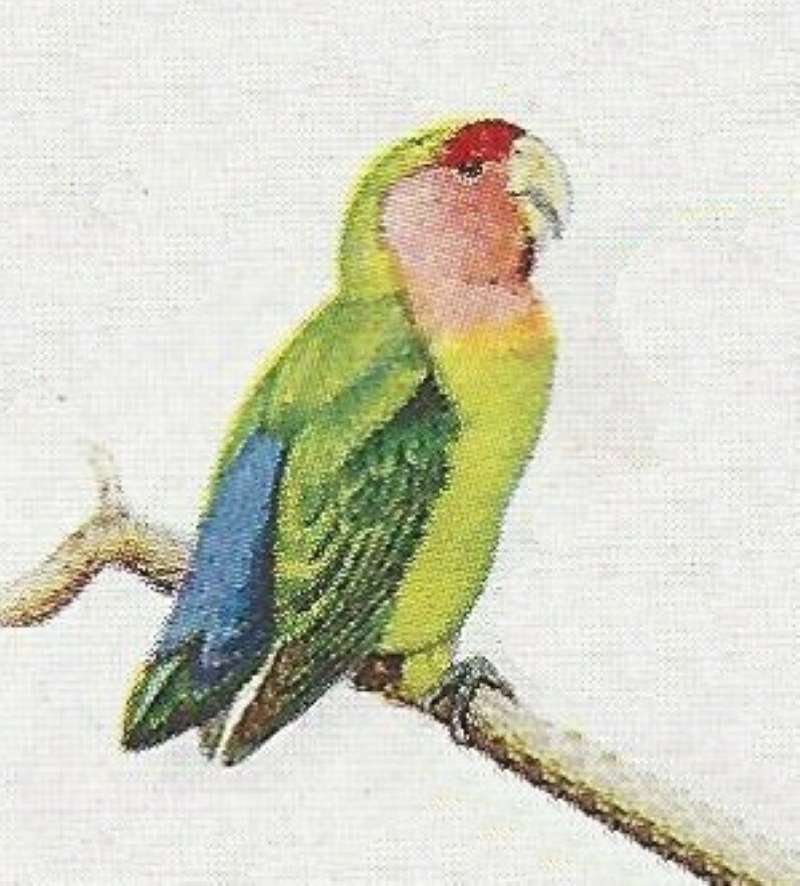 Note Red Forward Cap<br>(Origin of the Specimen: Color Painting)