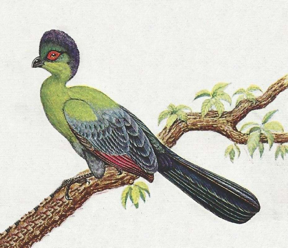 Note Dark Head Crest<br>(Origin of the Specimen: Color Painting)