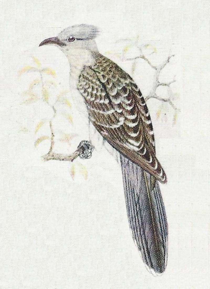 Side View Showing Breast, Crest, and Back<br>(Origin of the Specimen: Color Painting)