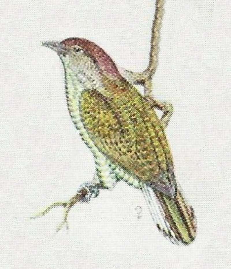 Female<br>(Origin of the Specimen: Color Painting)
