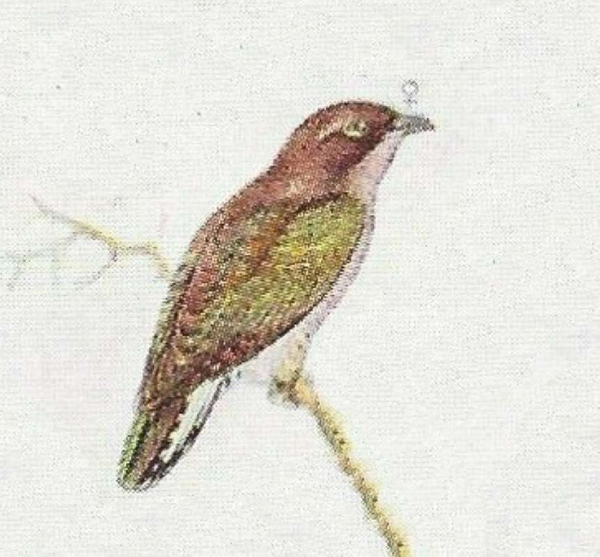 Female - Note Dark Reddish to Brownish  Cape<br>(Origin of the Specimen: Color Painting)