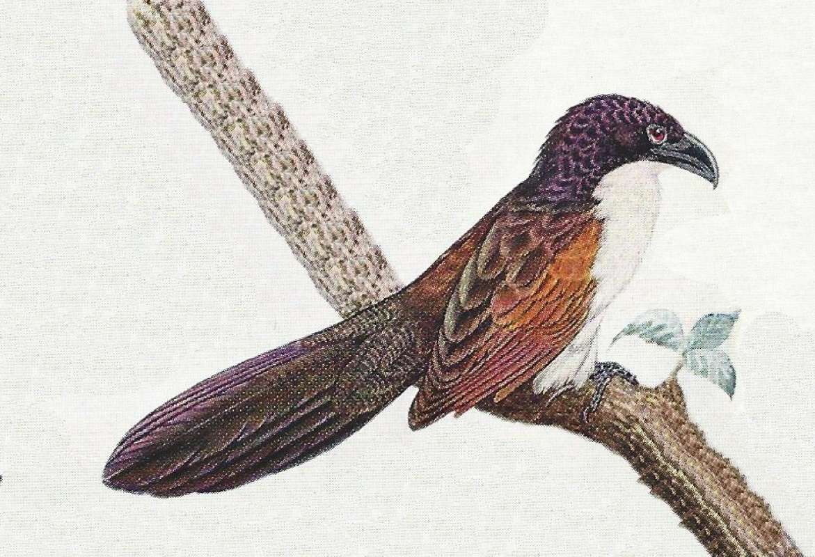 Side View on Branch - Note Large Bill<br>(Origin of the Specimen: Color Painting)