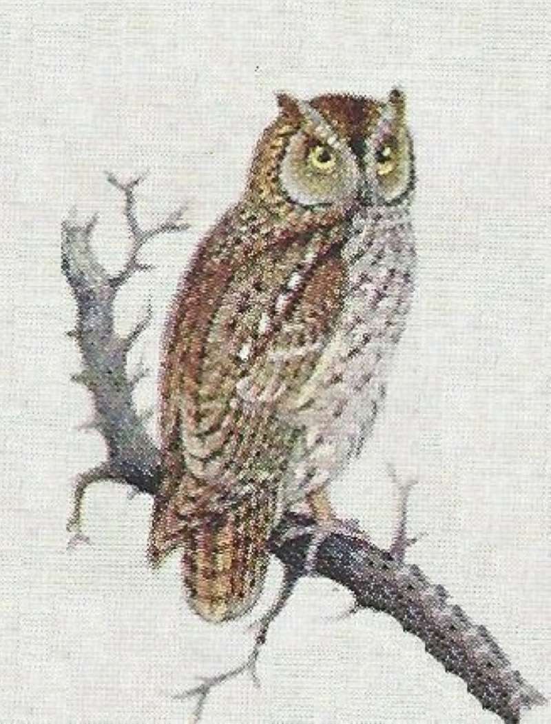 Subspecies pusilla<br>(Origin of the Specimen: Color Painting)