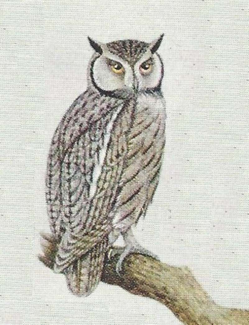 Perched on Branch - Note Vertical Ears<br>(Origin of the Specimen: Color Painting)