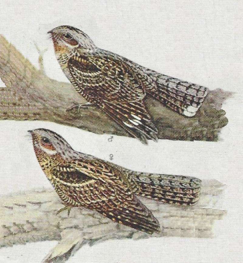 Pair - Male Above<br>(Origin of the Specimen: Color Painting)