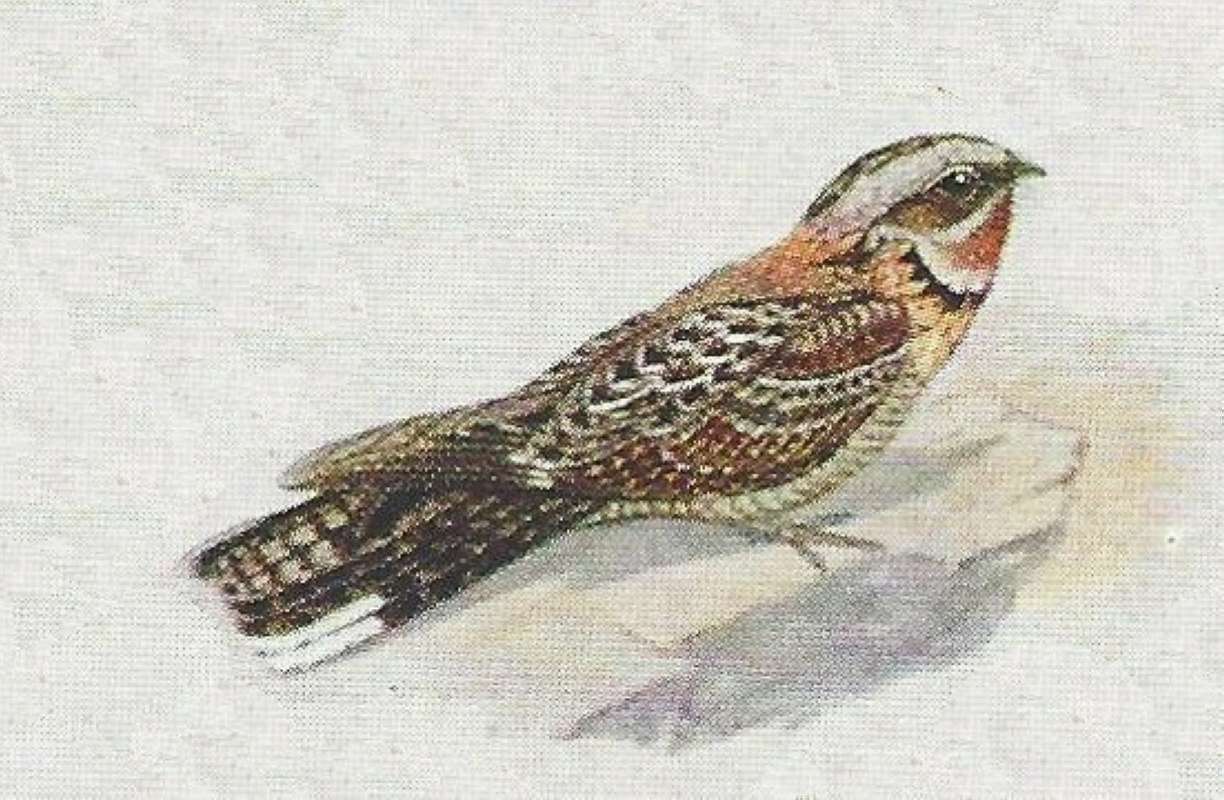 On Ground - Note Orange Throat,, Black & White Bar<br>(Origin of the Specimen: Color Painting-Ssp fervidus)