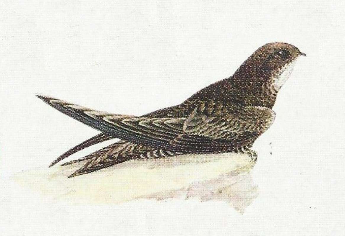 Perched on Rock<br>(Origin of the Specimen: Color Painting)