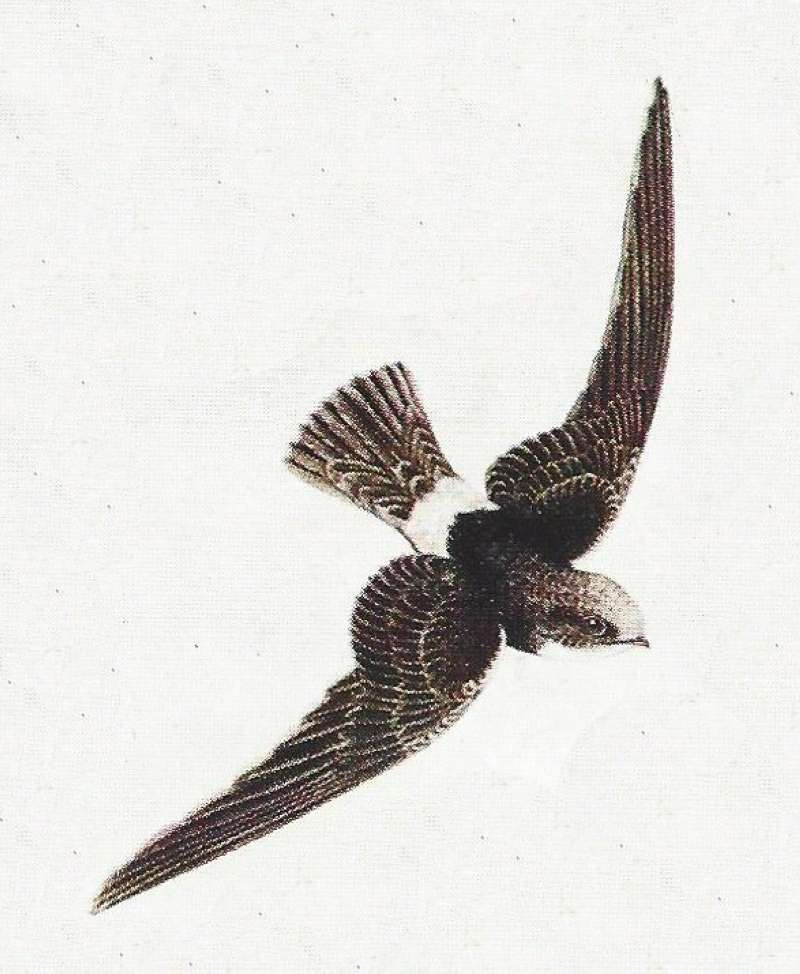 Dorsal View in Flight - Tail Not Forked<br>(Origin of the Specimen: Color Painting)