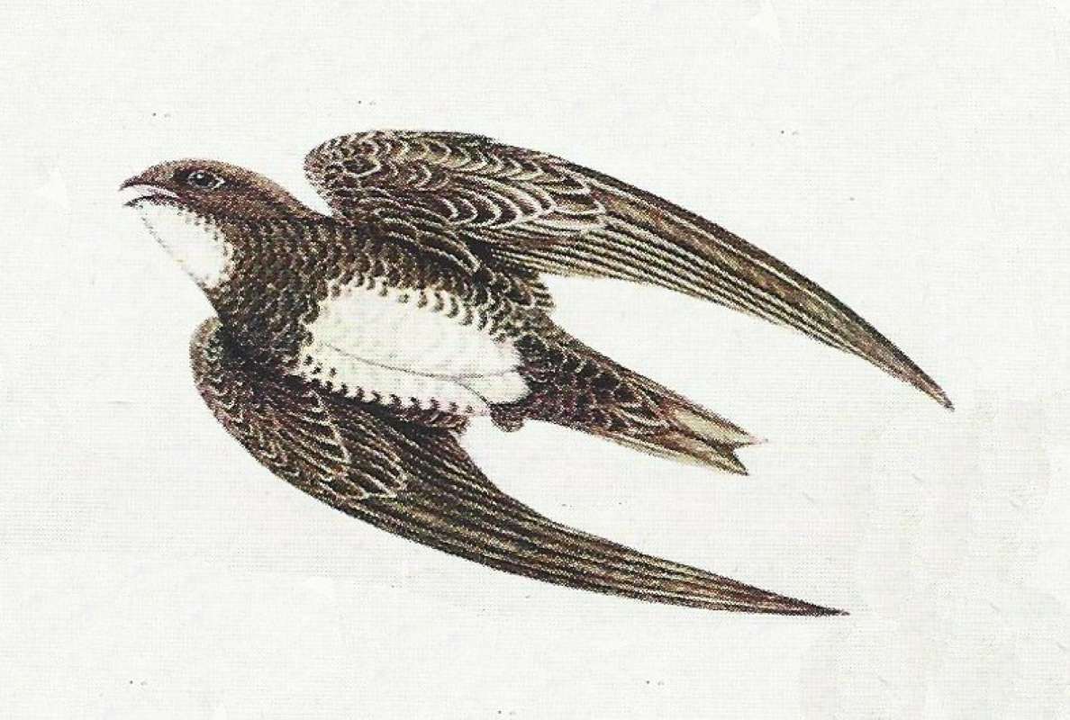 Underside in Flight - Showing White Breast<br>(Origin of the Specimen: Color Painting)