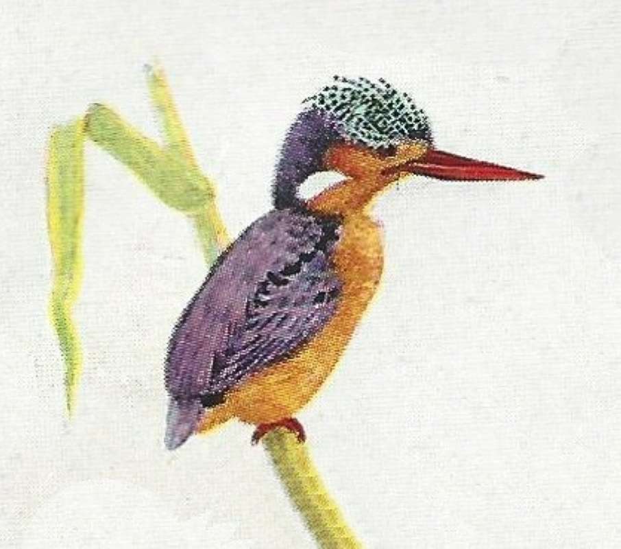 Side View - Orange Breast and Orange Bill<br>(Origin of the Specimen: Color Painting)
