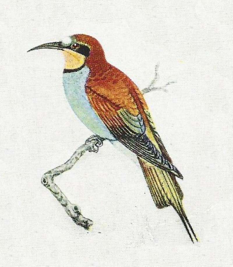 Side View on Twig<br>(Origin of the Specimen: Color Painting)
