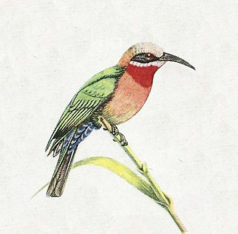 Side View - Red Upper Breast, Orange Lower<br>(Origin of the Specimen: Color Painting)