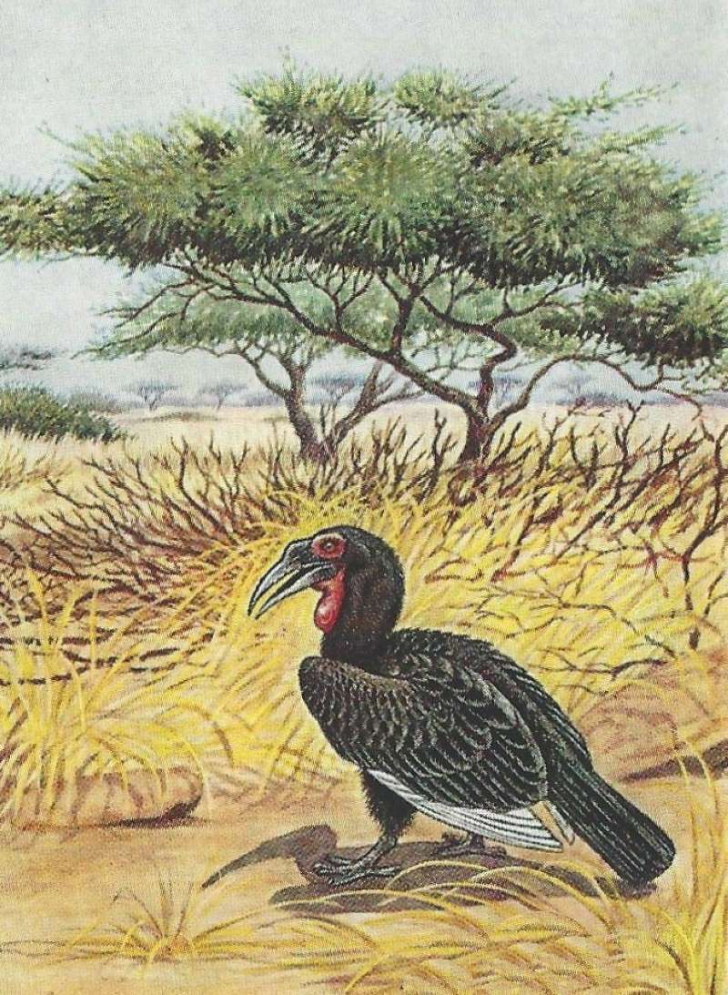 On Ground Showing Habitat<br>(Origin of the Specimen: Color Painting)