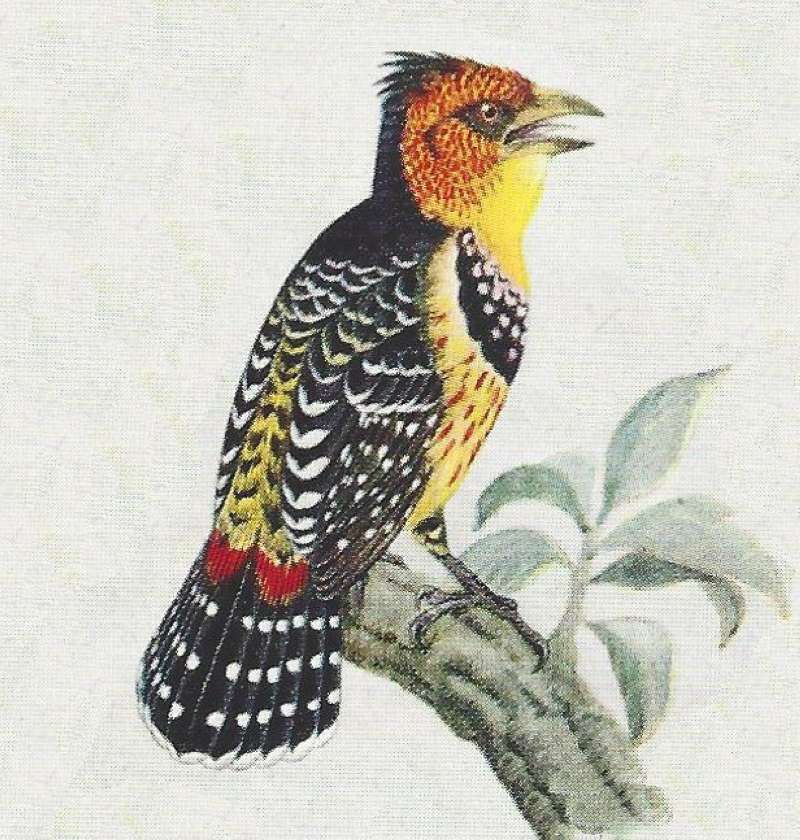 Note Orange Face<br>(Origin of the Specimen: Color Painting)