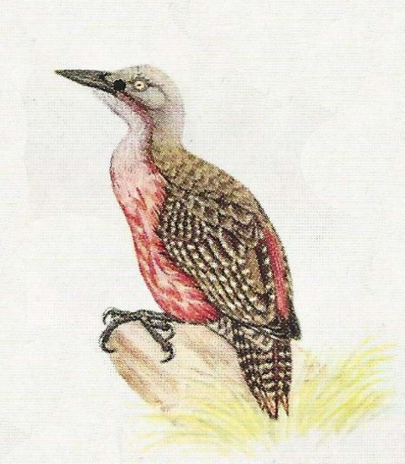 Perched on Rock<br>(Origin of the Specimen: Color Painting)