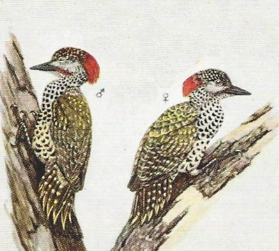 Subspecies smithi - Male on Left<br>(Origin of the Specimen: Color Painting)
