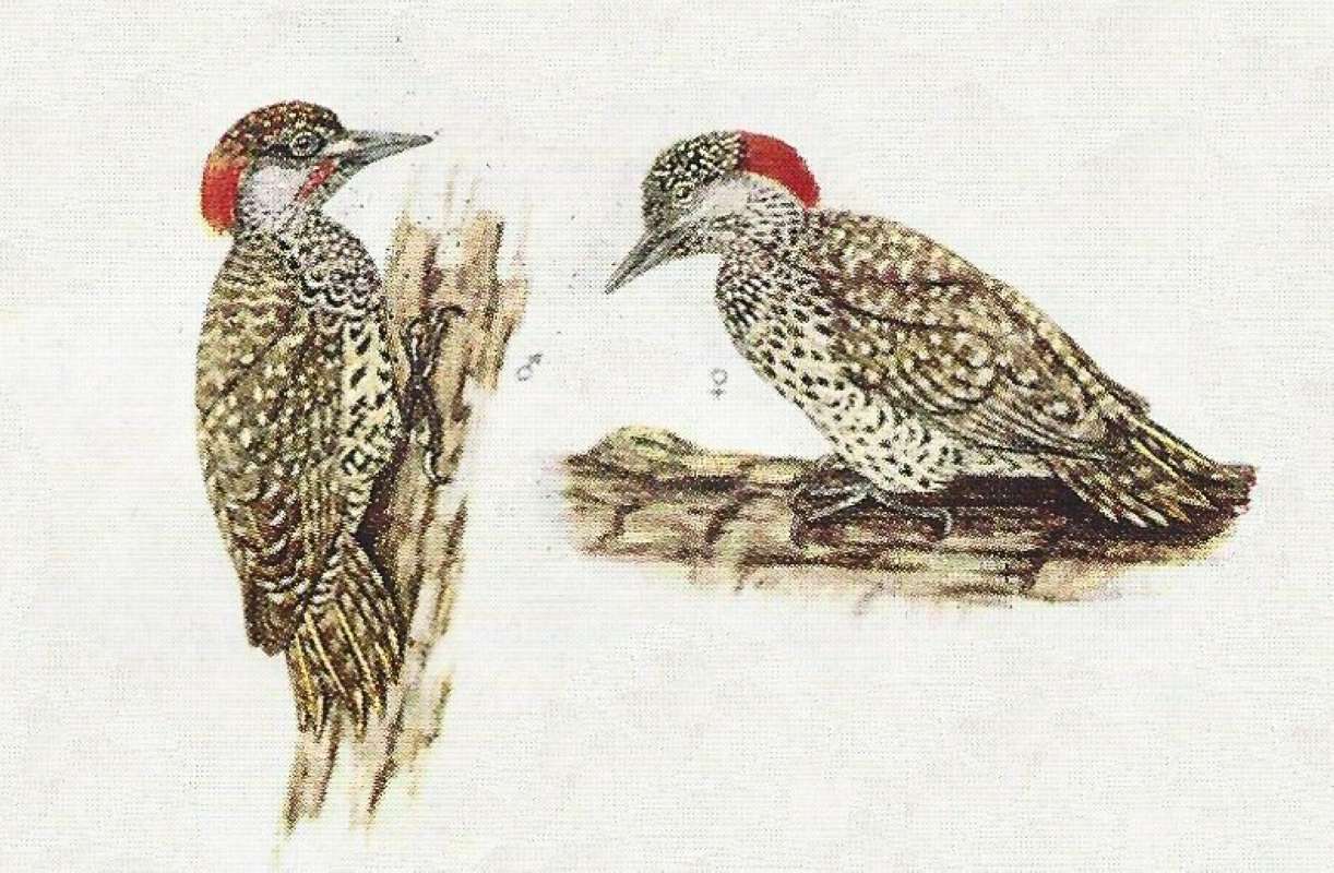 Subspecies anderssoni - Male on Left<br>(Origin of the Specimen: Color Painting)