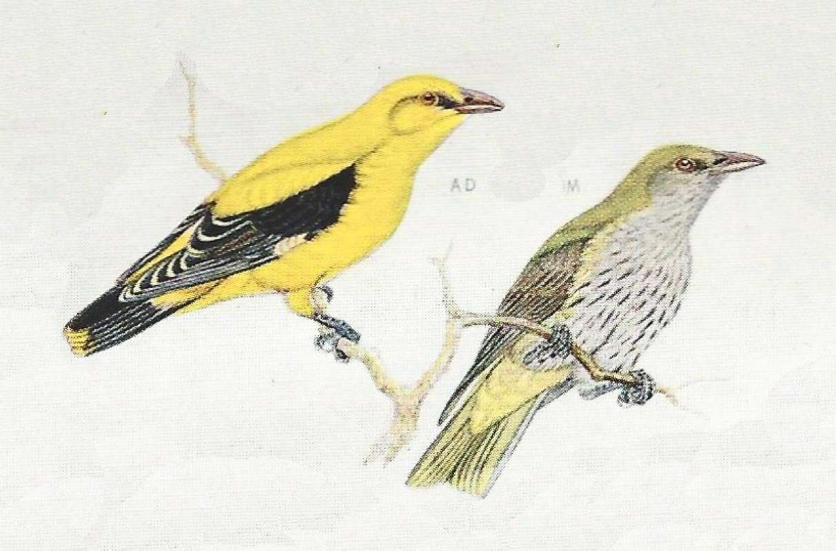 Adult Above - Young Below<br>(Origin of the Specimen: Color Painting)